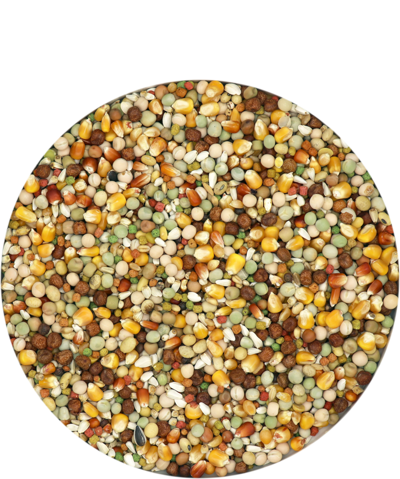 Porumbei Start Plus IC 20 kg