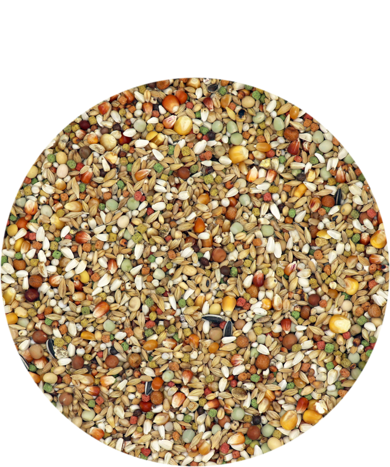 Porumbei Junior Plus IC 20 kg