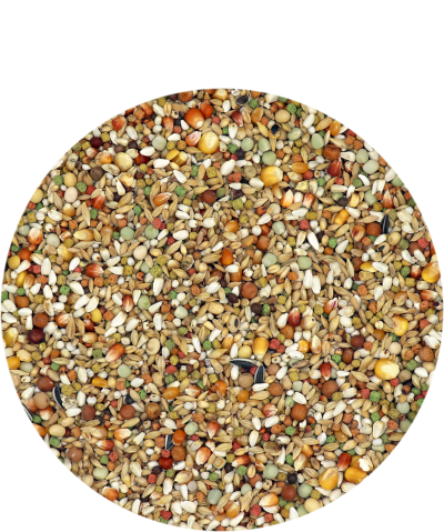 Porumbei Junior Plus IC 20 kg