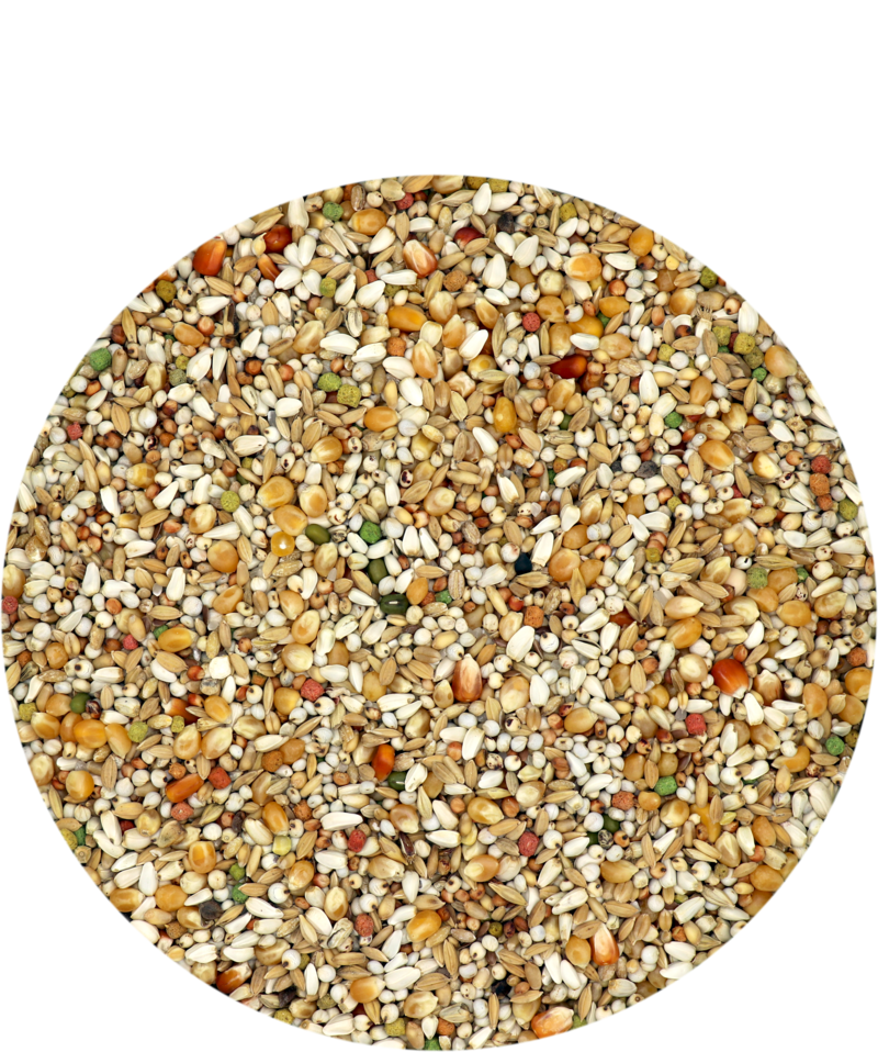 Porumbei Gerry Plus IC 20 kg